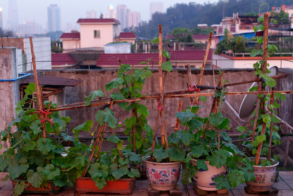 Vegetable garden