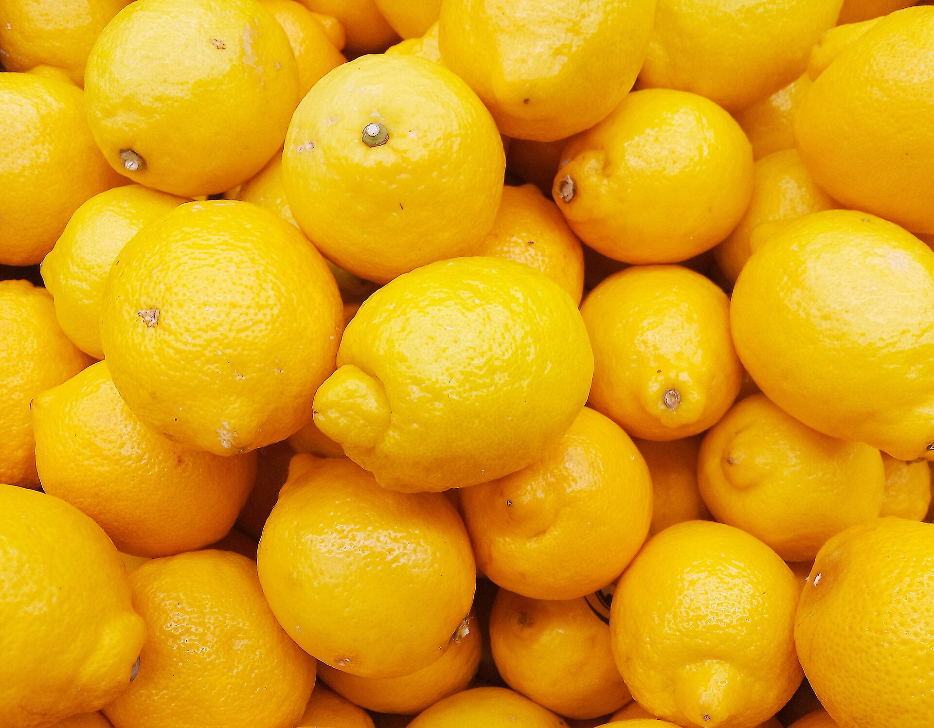 Citrus × limon