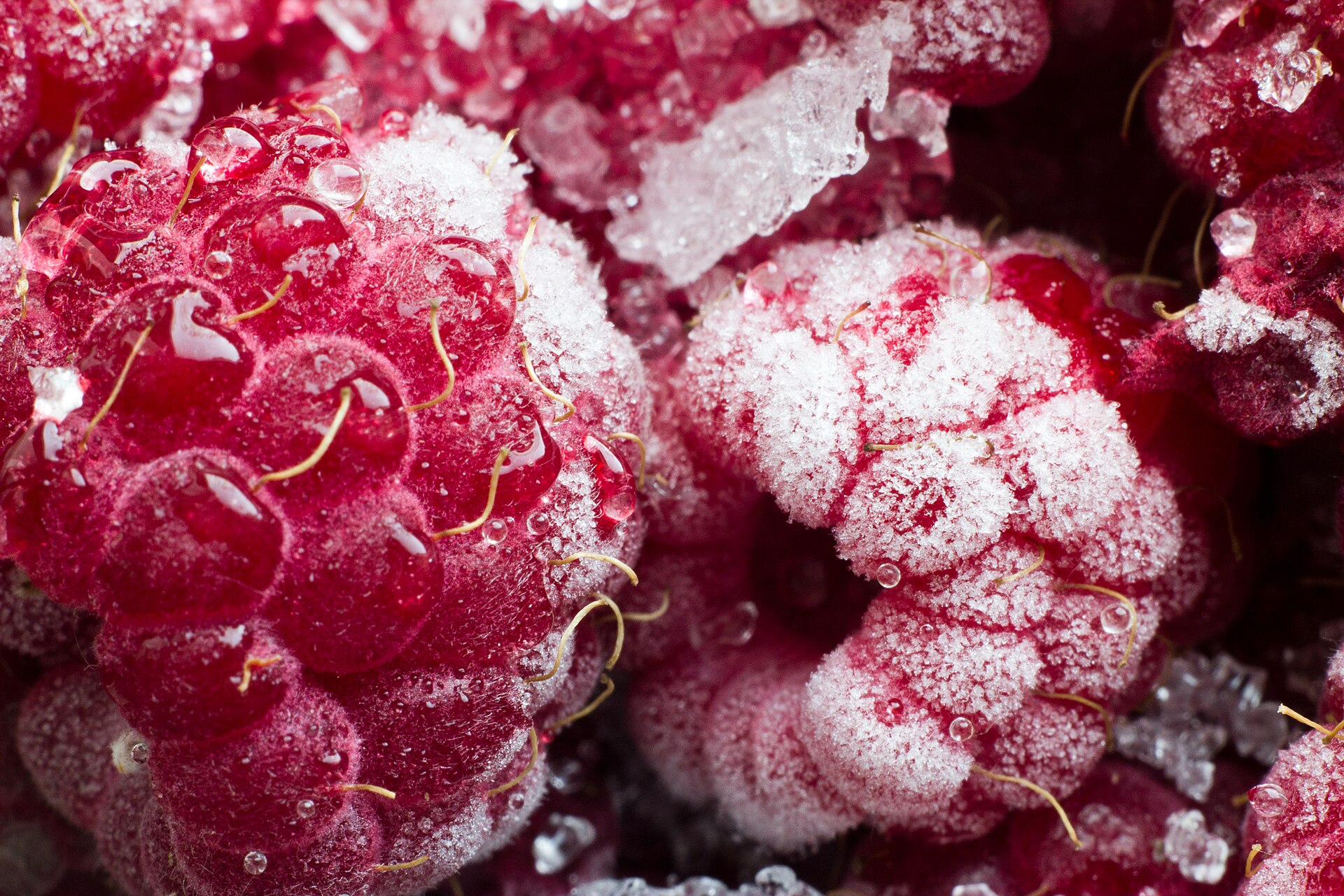 Berries cover by ice when the temperature is below zero. Low temperature keeps berries fresh longer than open air.