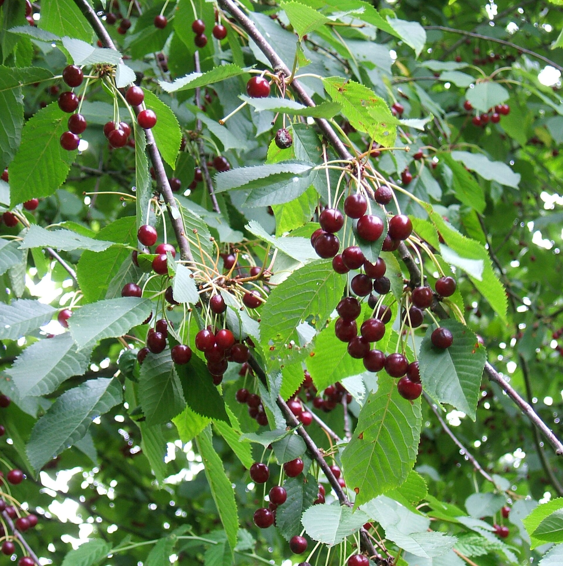 Wild Cherry Prunus avium fruit; Northumberland, UK