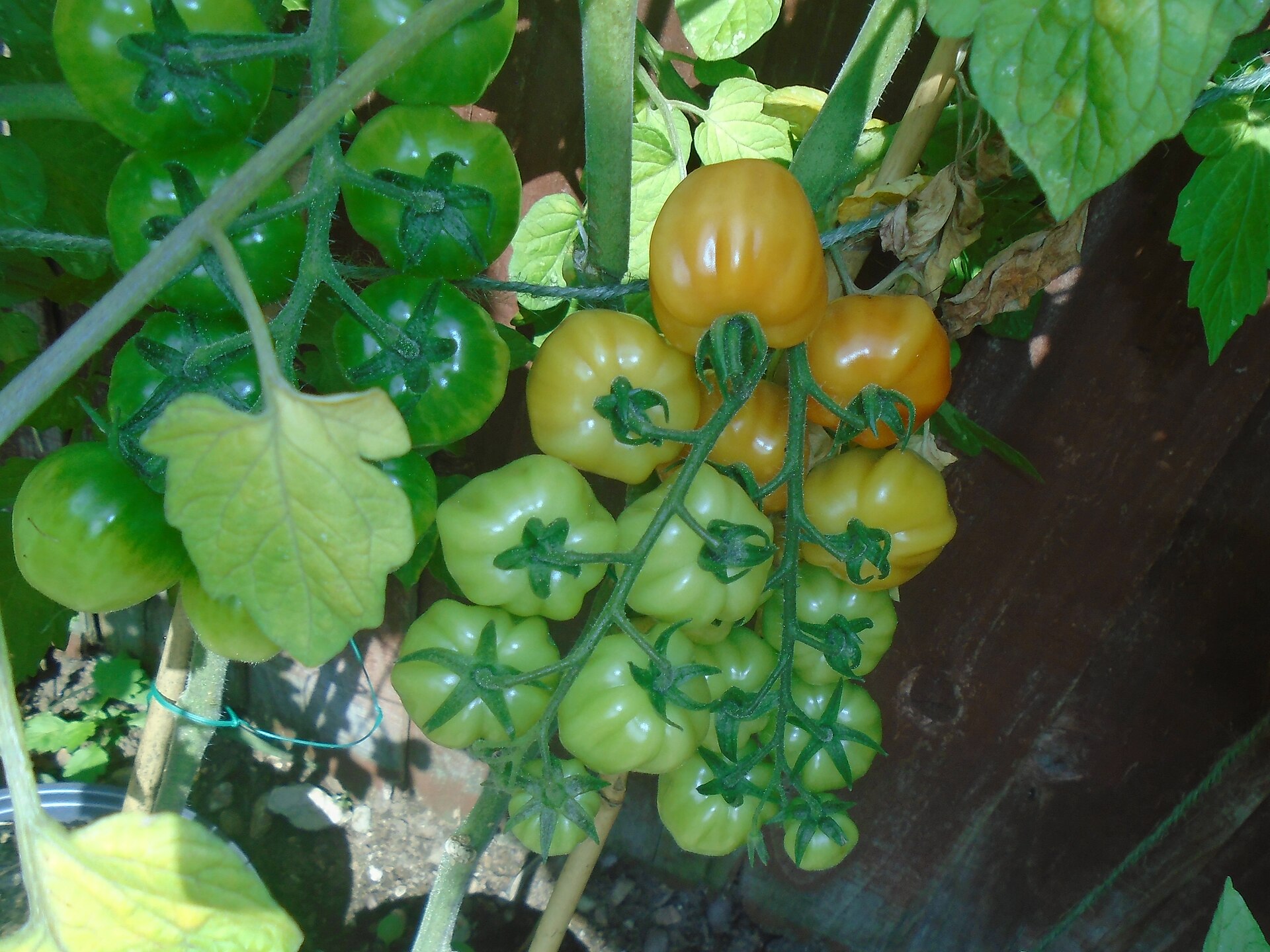 these are my tomatos i grew summer 2018