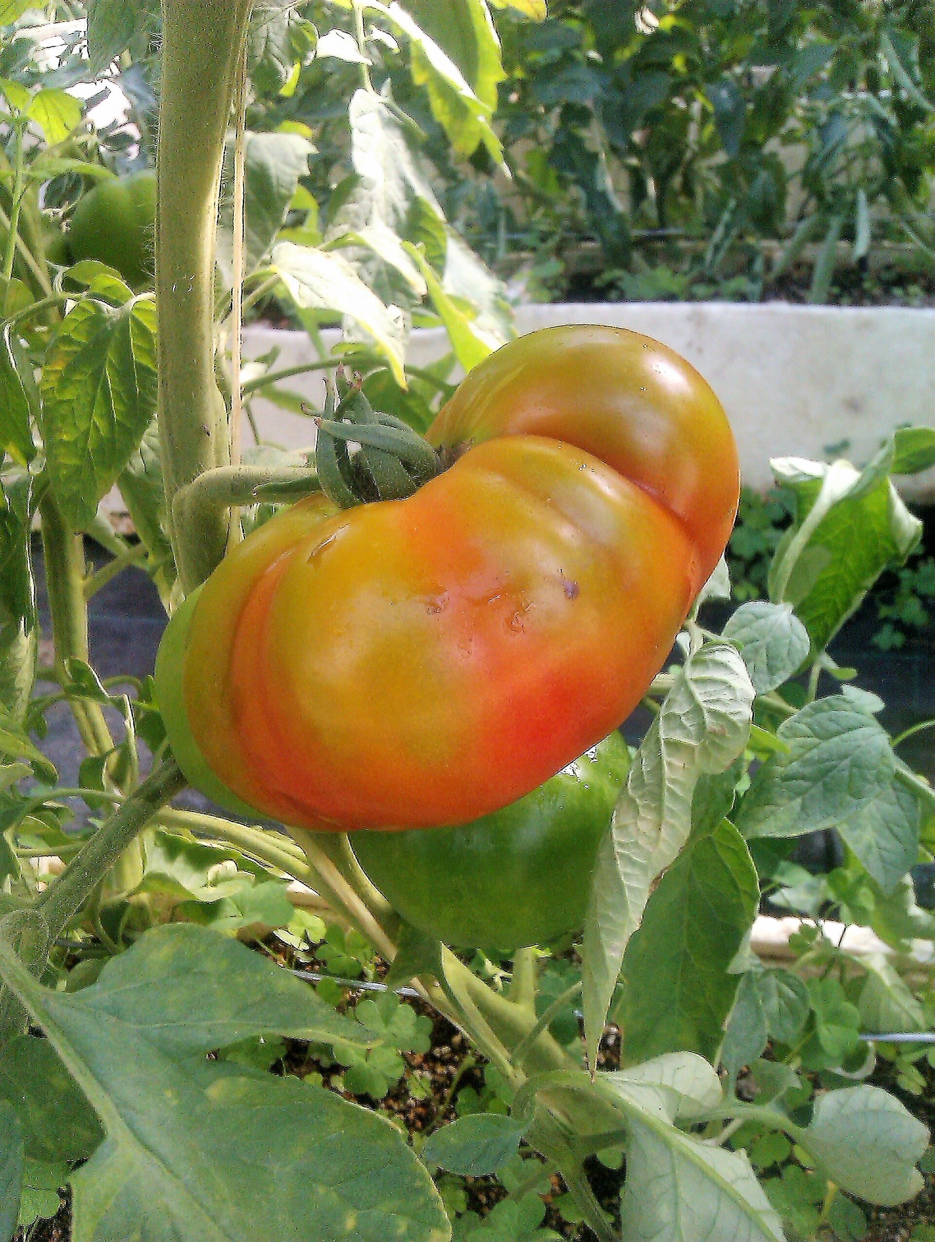 Solanum lycopersicum. Tomatera.