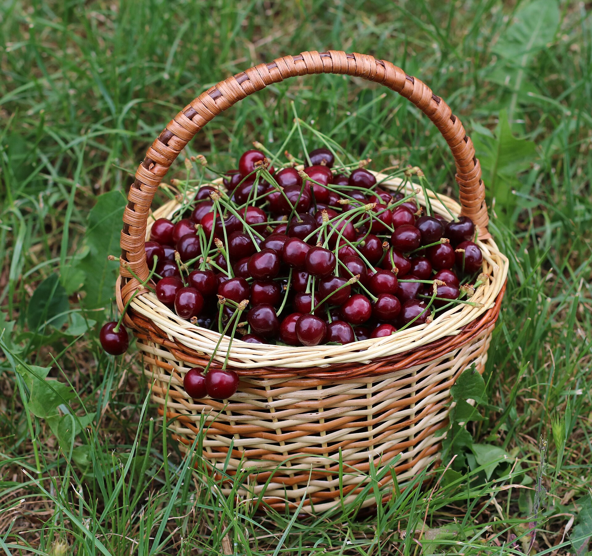 Sweet cherries in a basket. Ukraine, Vinnytsia Oblast
