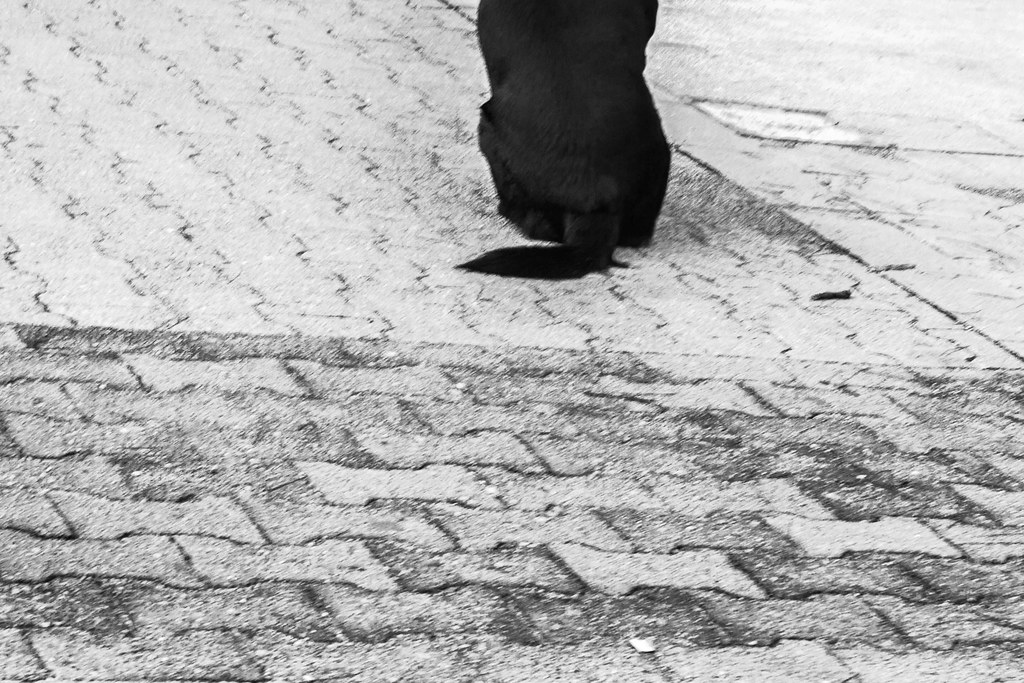 Собака - Hund - Dog