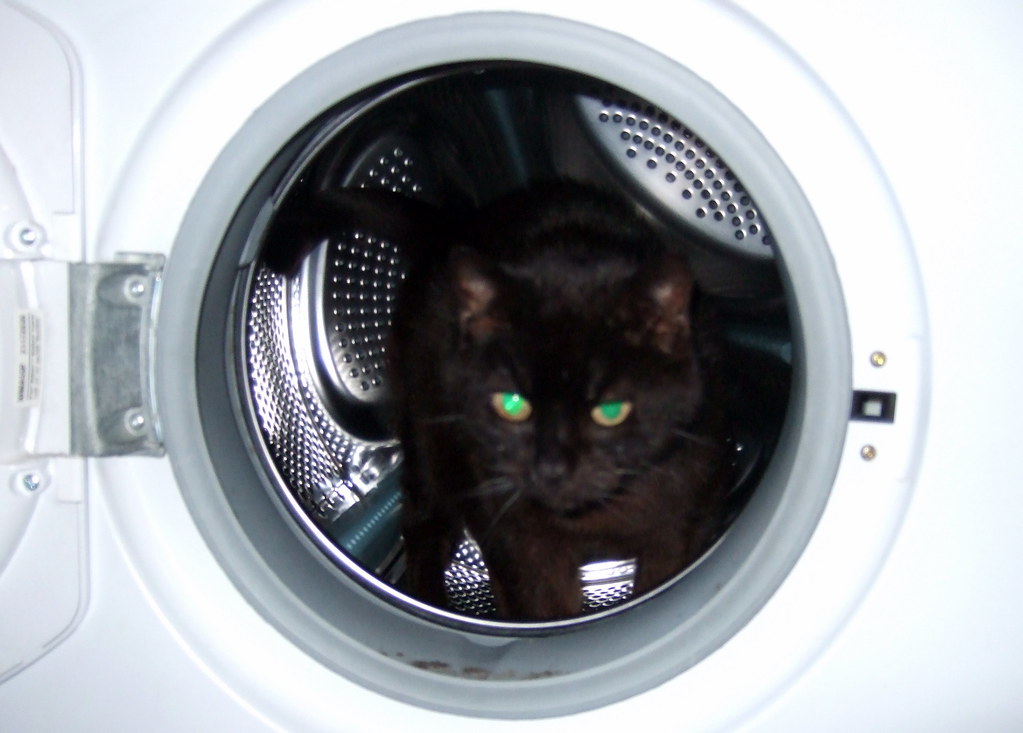 Cat in a washing machine