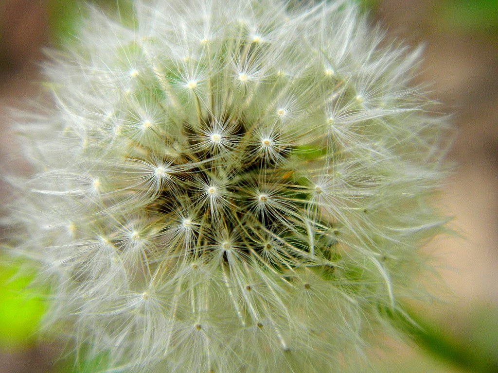 dandelion