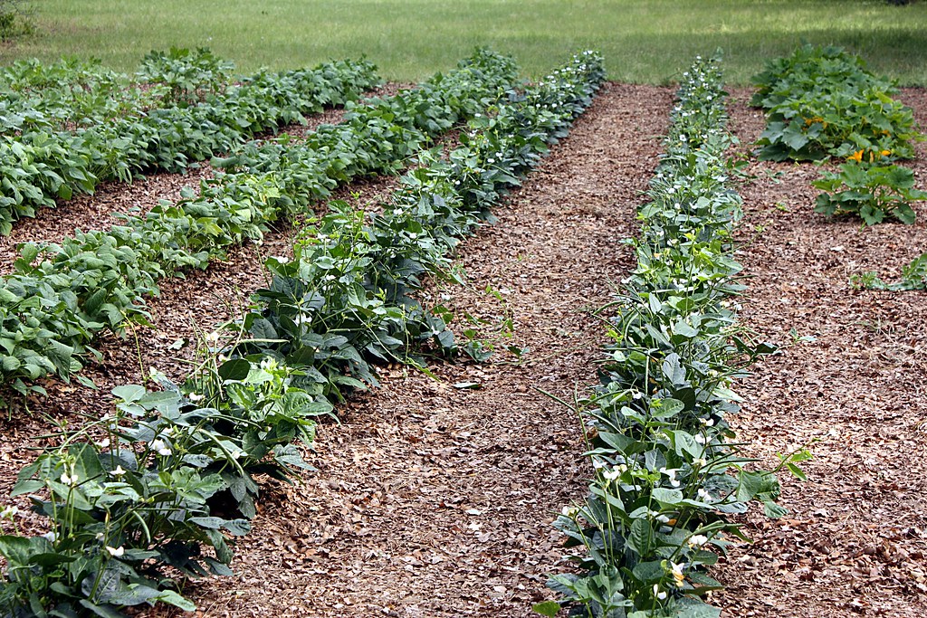 Vegetable Garden 2