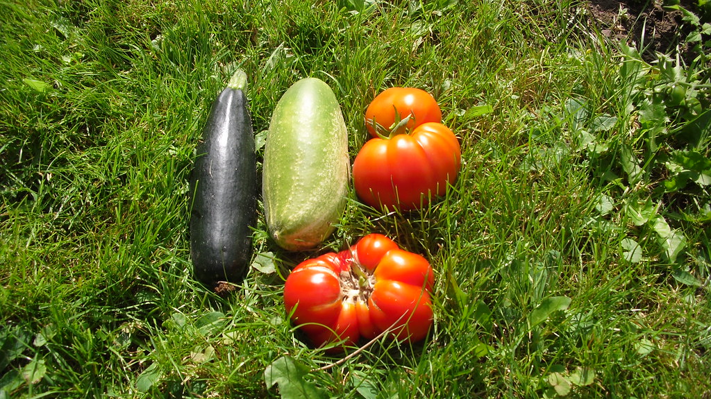 Our Vegetable Garden Producing