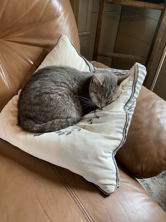 Affectionately called "Stinky", Binx the grey tabby cat enjoys her midday nap on a lovely feather pillow. Don't we all wish we were Binx?