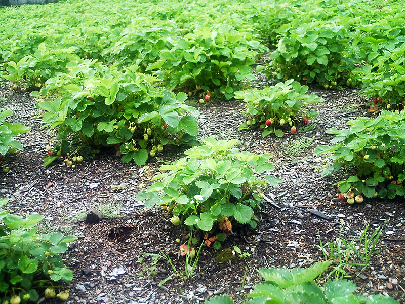 Fragaria moschata in Utulik 02