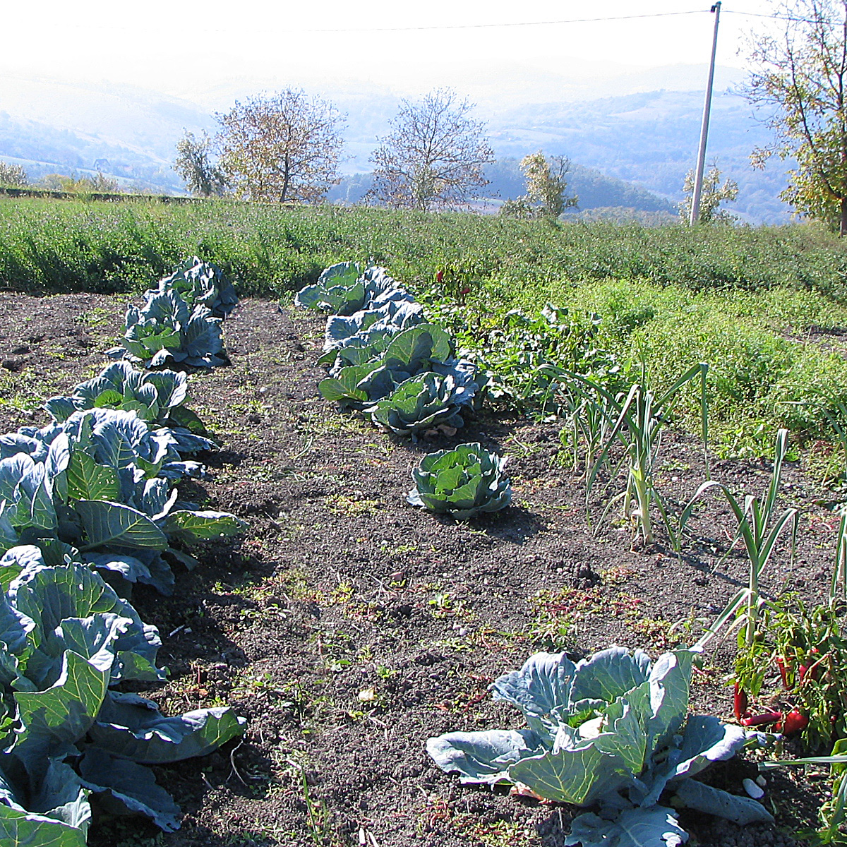 Vegetable garden, West Serbia