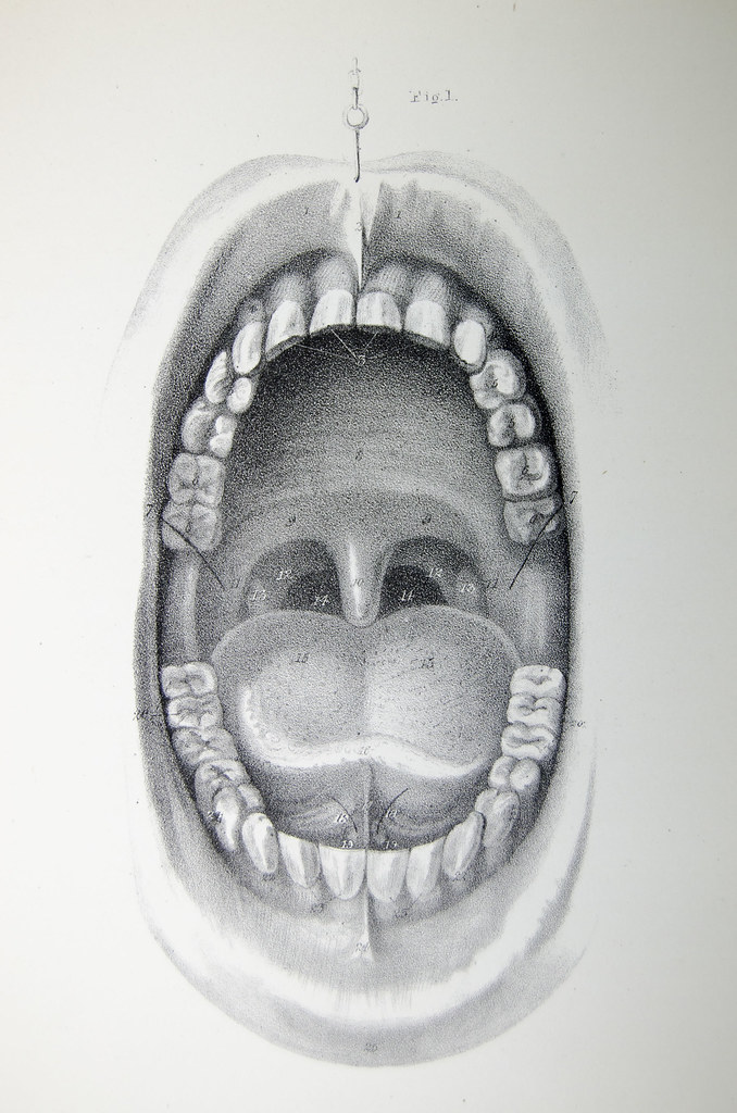 Anatomy of the mouth