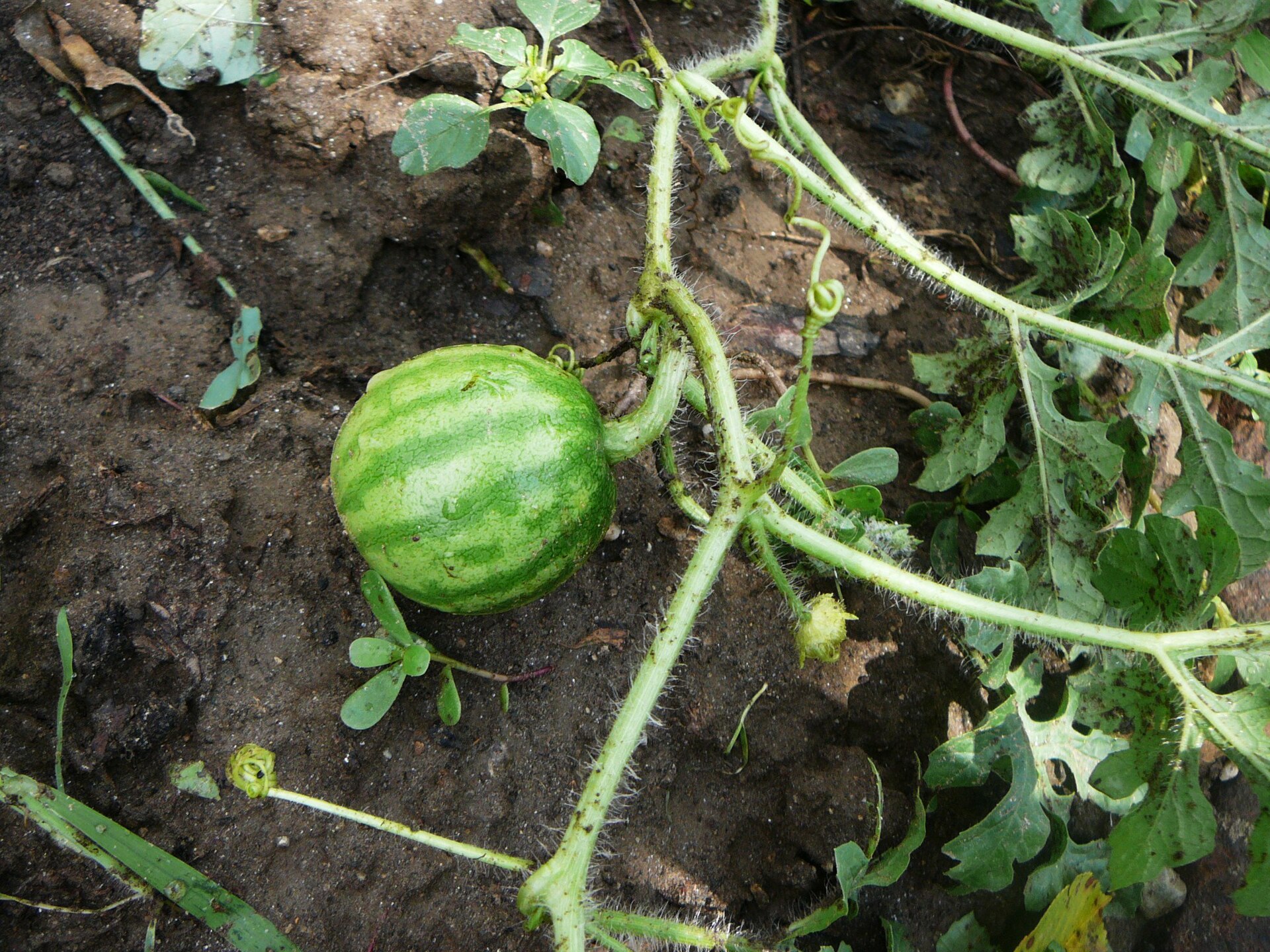 Citrullus lanatus