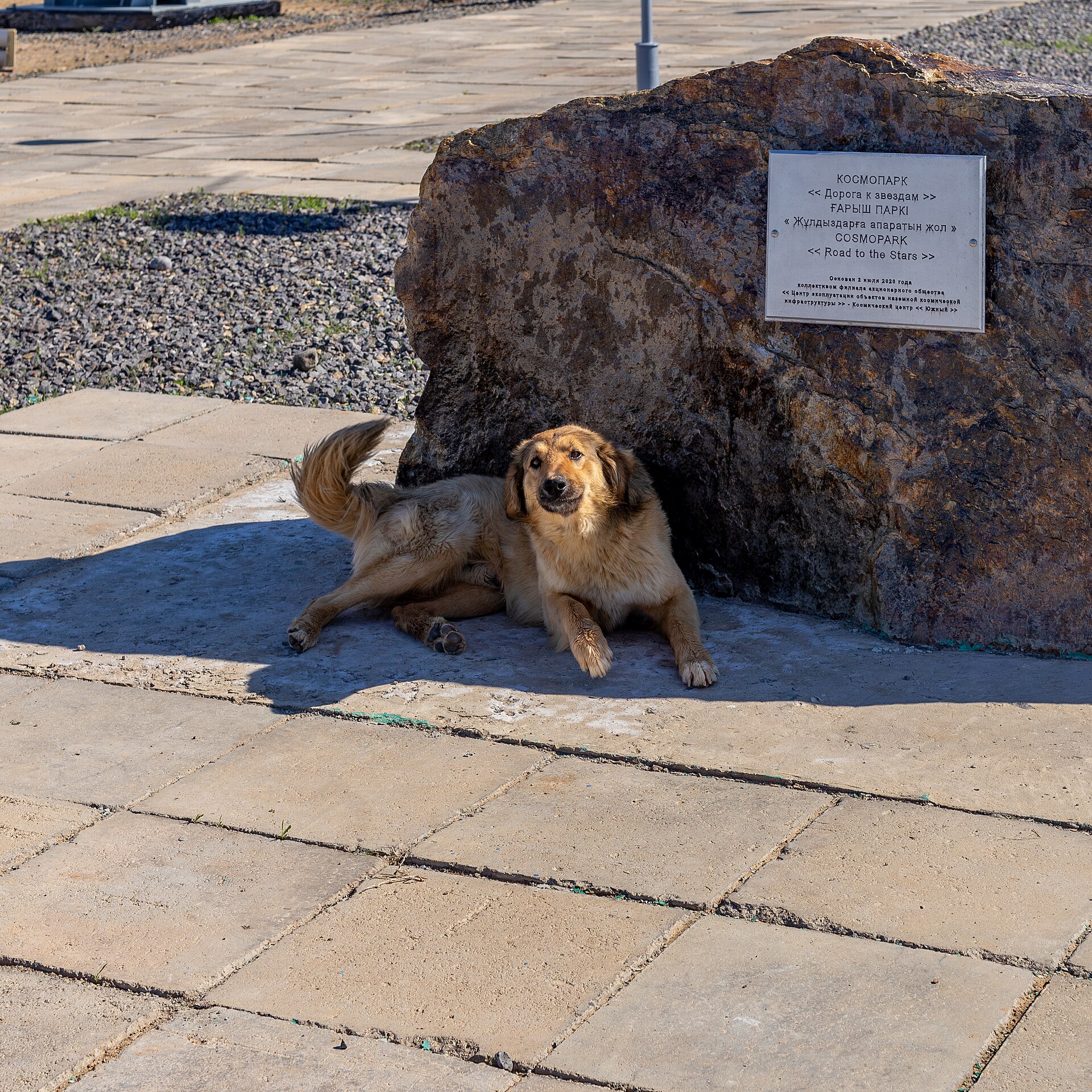 Dog in the "Road to the stars" Cosmopark at Baikonur Checkpoint 7. Kyzyorda Region, Kazakhstan.