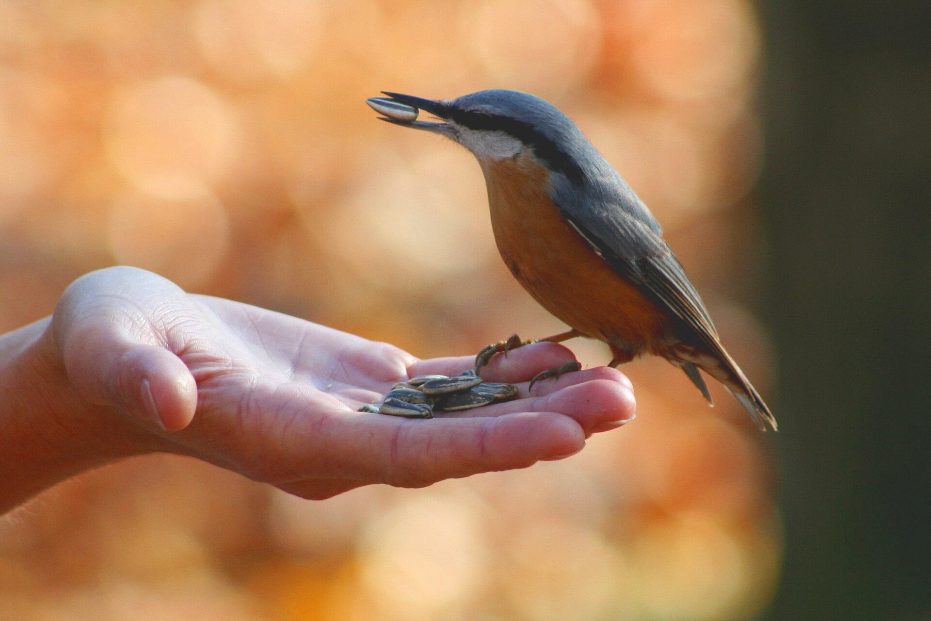 Wildlife photography, Wood Nuthatch (Sitta europaea).