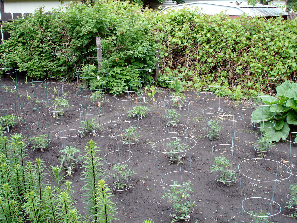 Vegetable Garden 2