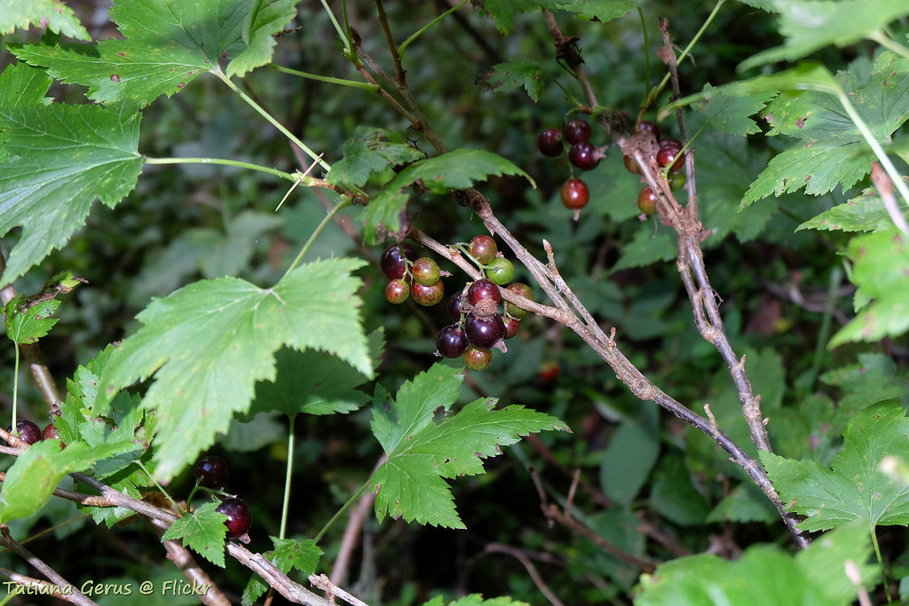 Черная смородина. Blackcurrant