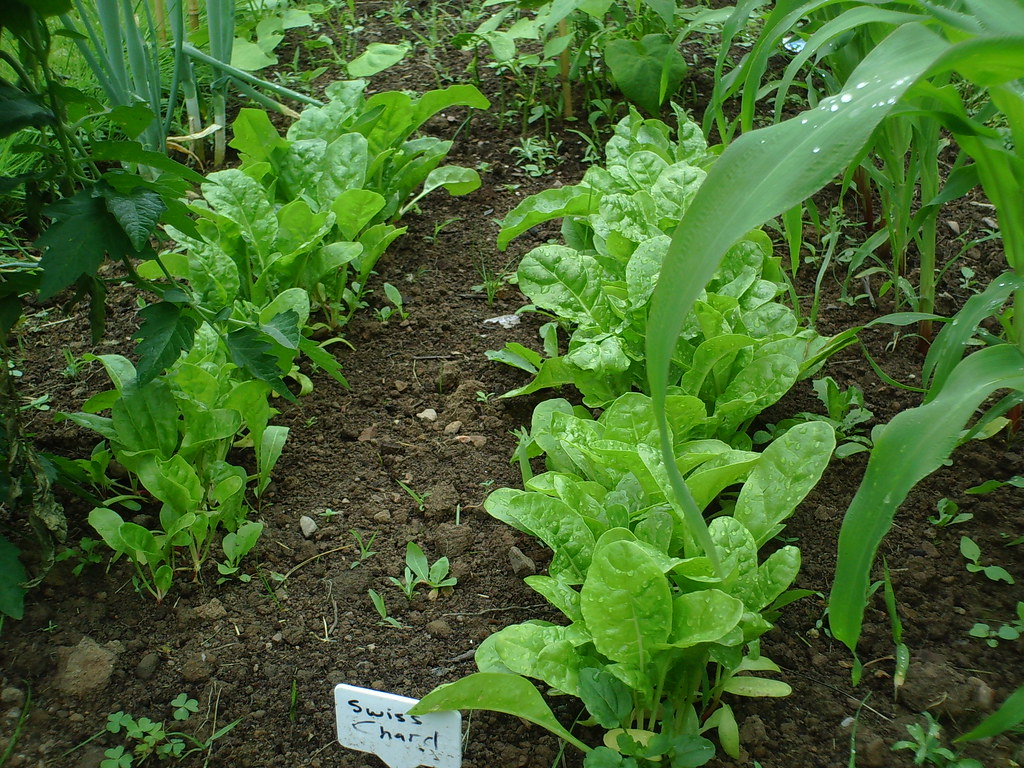 Vegetable Garden Growing
