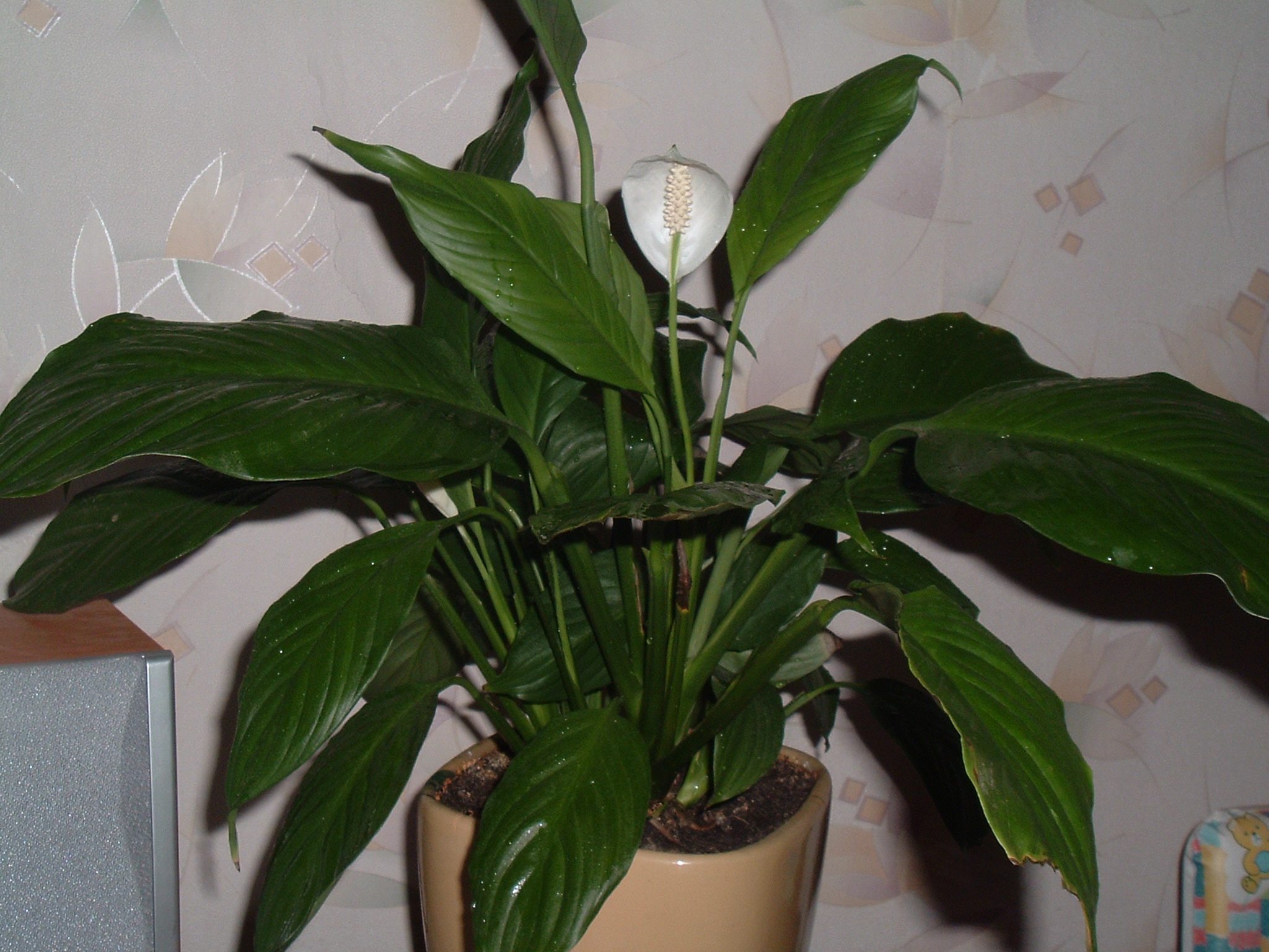 Spathiphyllum00